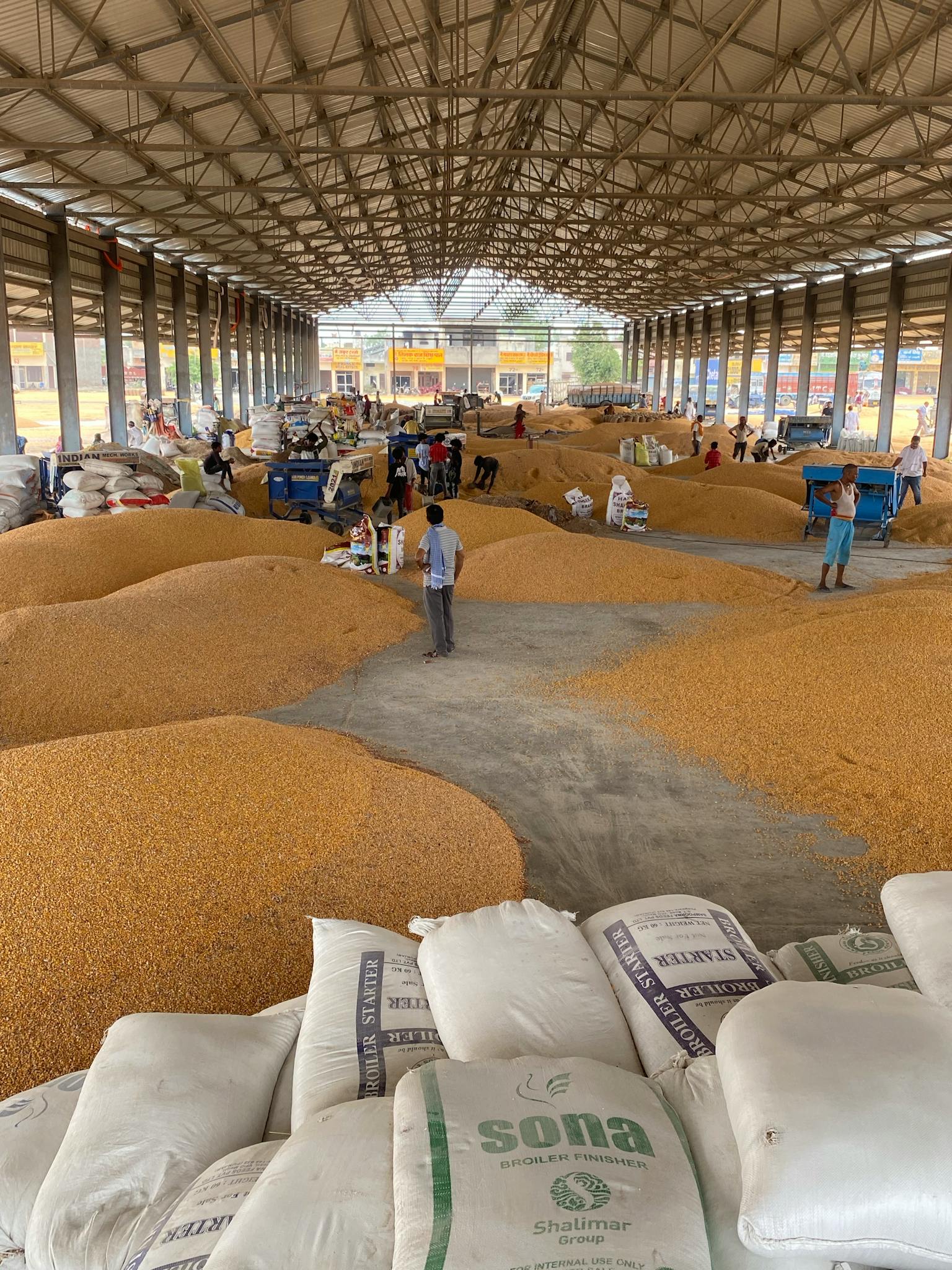 Home Large warehouse filled with corn grain, workers sorting and packaging.